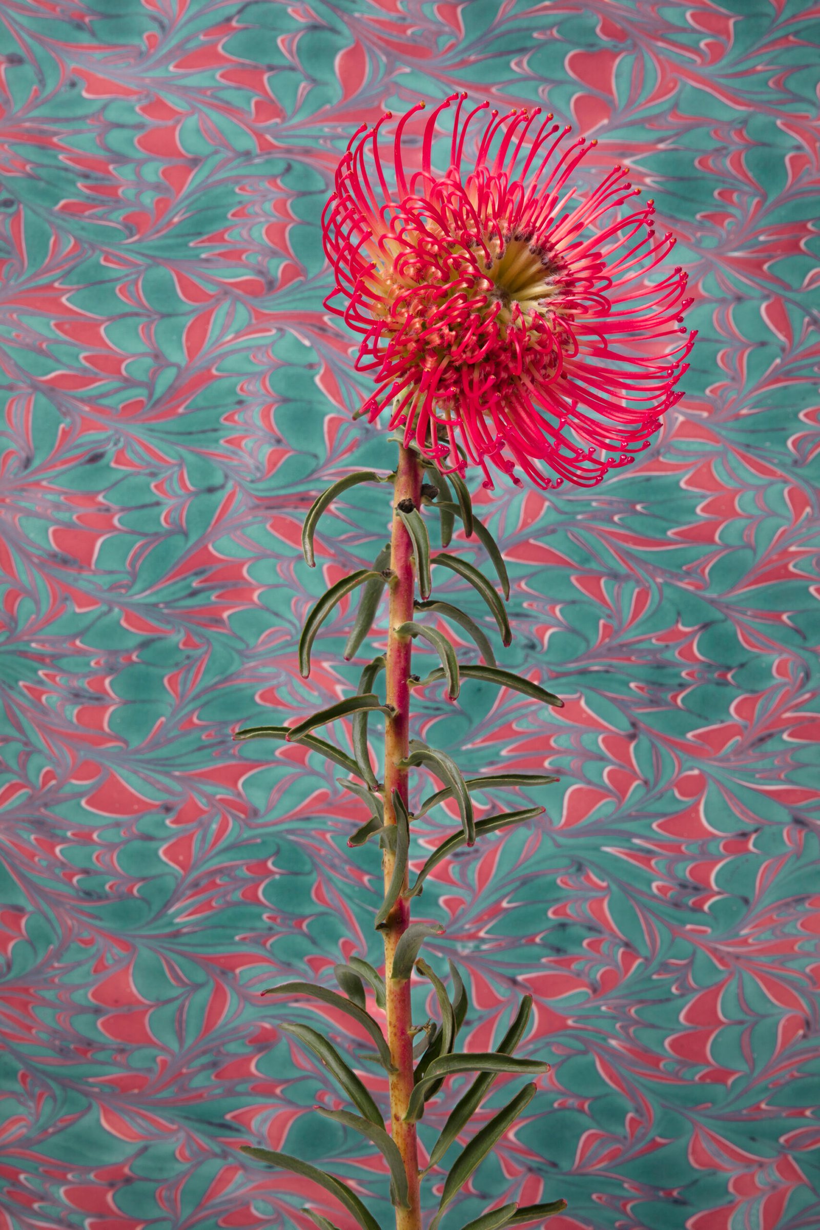 flower-with-psychedelic-painting